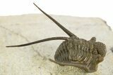 Long-Spined Cyphaspis Trilobite - Foum Zguid, Morocco #311664-2